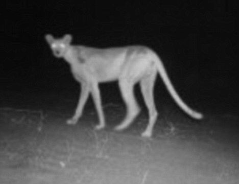 科学家在非洲尼日尔境内利用夜景相机陷阱成功捕捉到撒哈拉猎豹幽灵般的身影