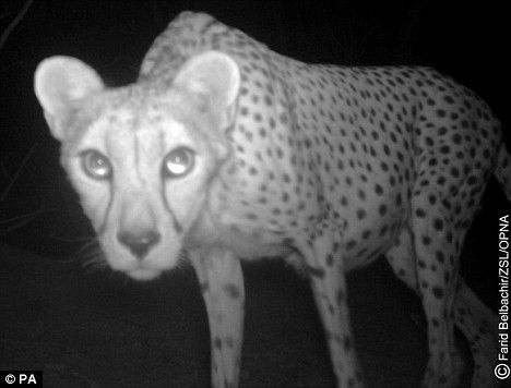 撒哈拉猎豹是一种极为稀有的濒危动物，也是世界上最难以捉摸、最神出鬼没的猫科动物之一