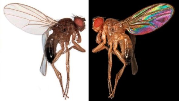 明亮背景和黑暗背景中的果蝇。苍蝇翅膀(上半部分)和黄蜂翅膀(下半部分)的图案。