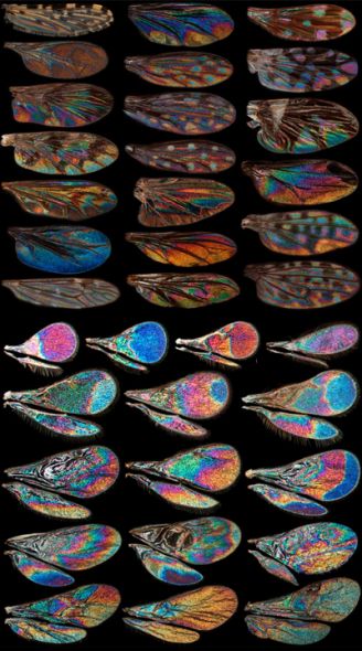 苍蝇翅膀(上半部分)和黄蜂翅膀(下半部分)的图案。