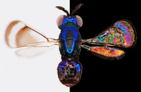 明亮背景和黑暗背景中看到的苍蝇的合成图。