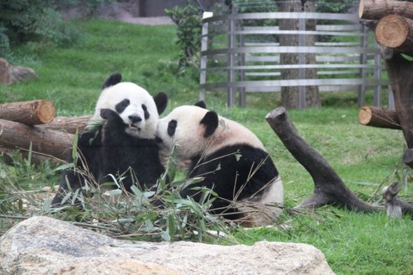 赠澳熊猫“开开”、“心心”在澳门大熊猫馆活动室进食。新华社发