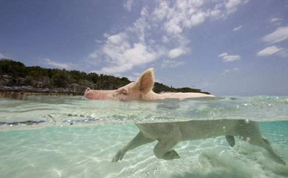 当地人常年给这些猪喂食，以便令它们永远留在“猪岛”上