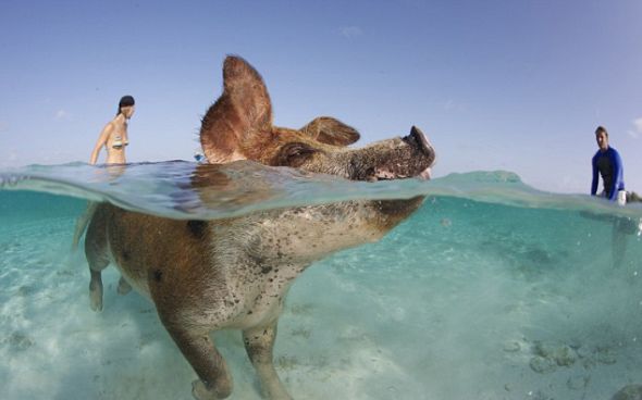 这些猪与每天来看它们游泳的当地人和游客嬉戏