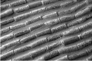 树屋的地板像是布满纹路的大树桩，实际上是由成千上万颗酒瓶软木塞组成的。