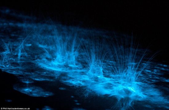 　　这些图片非常令人吃惊，因为在拍摄它们时，水里的微生物“夜光藻”的浓度很大，因此图片看起来相当壮观。