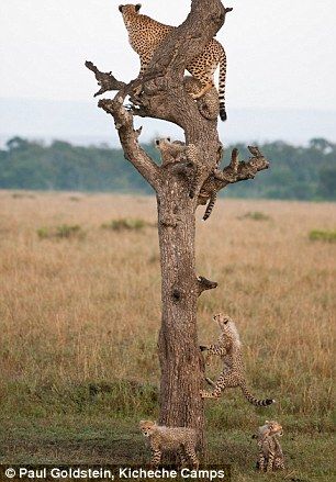 树干怎么这么高啊：较胆小的幼豹也试图像它们的兄弟姐妹爬到树梢上