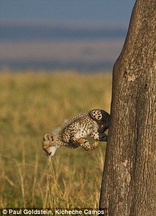一只跳了下来，而其他的都在努力地往上爬