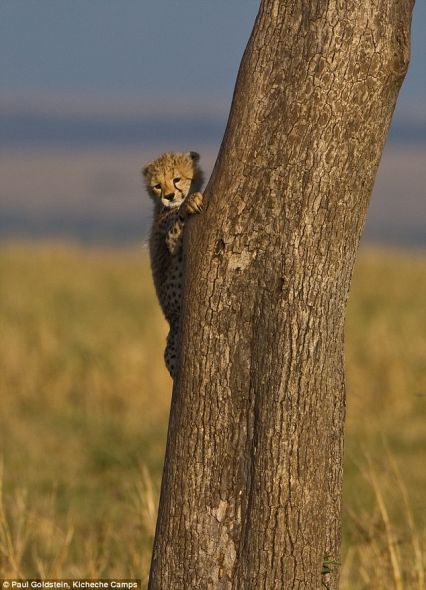 树干上的召唤：一只小猎豹在树干上发现了一个至高点，紧紧地趴在那里