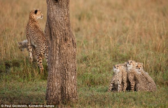 妈，我们想呆在上面：小猎豹回到地面上，但是它们好像更喜欢树梢上的安全感