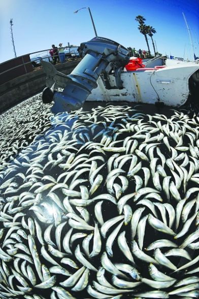 洛杉矶以南海域数百万条鱼死亡