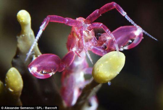 一只排骨虾正在秀自己的螯和触角。它的头部较长，更有可能是雄性。