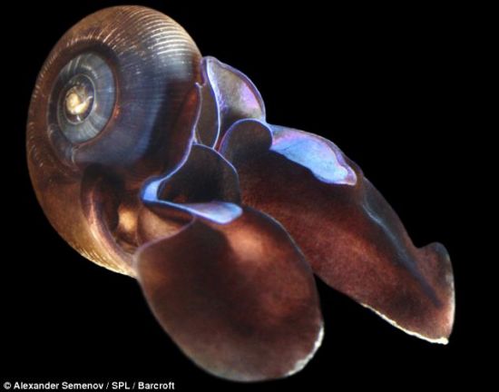 　　捕食者海蝴蝶，一种海蜗牛。它们生有两个类似翅膀的结构，从足部伸出。通过连续拍打这对“翅膀”，海蝴蝶可以在水中游动。