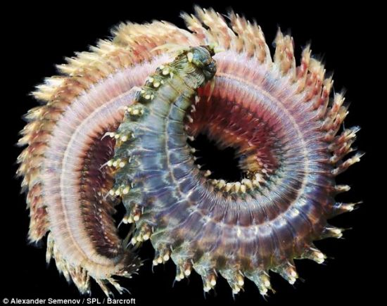 沙虫。另一种海生蠕虫，通过刚毛在水中移动。