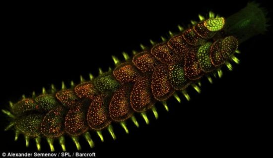 　　一种发荧光的海蠕虫，是多毛目环节动物家族成员。每一节长有一对类似肢体的附器，帮助它们在水中游动。