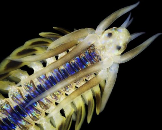 海蠕虫。一种多毛目环节动物，身体由多个节构成，会发出令人吃惊的蓝光。