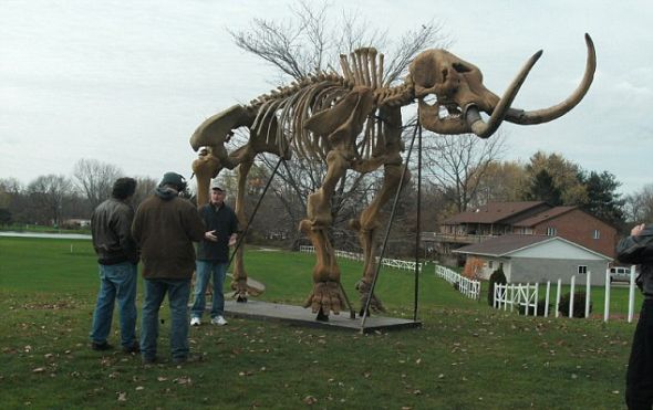 乳齿象颅骨的复制品。