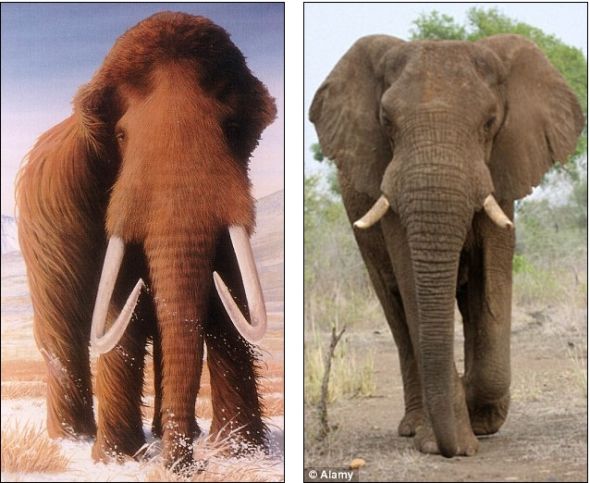科学家认为长毛猛犸象（左）与现代象的亲缘关系最近。