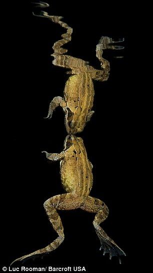 青蛙在湖面上映照出完美的倒影