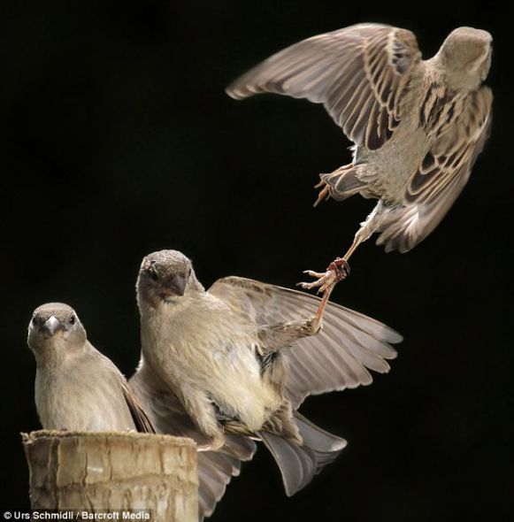 你给我回来！一只麻雀死死抓住试图偷走食物的另一只麻雀
