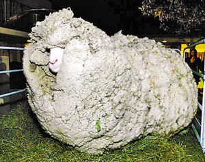 新西兰最老绵羊安乐死