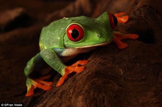 毒箭蛙成为乌尼莫克概念车的灵感之源。无论是在水中还是陆地，这种青蛙都拥有极高的机动性