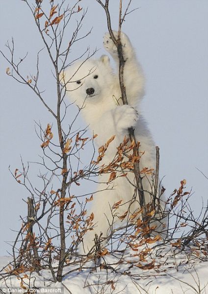 一只北极熊幼仔爬上加拿大马尼托巴丘吉尔附近的一棵树。