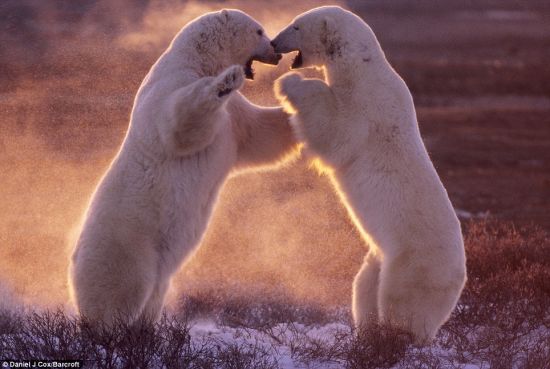 两只北极熊在加拿大马尼托巴丘吉尔摔跤，丹尼尔·考克斯把这个令人难以置信的瞬间拍摄了下来。
