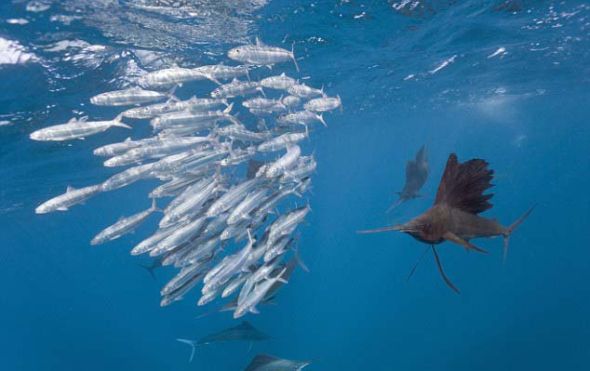 在墨西哥尤卡坦半岛的女人岛，一条旗鱼正在以极快的速度突袭沙丁鱼群