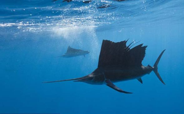 每年沙丁鱼群沿尤卡坦半岛海岸迁徙时，都会引来很多食肉动物的袭击，其中包括旗鱼