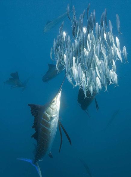 在一次突袭时，他与一条长着剑鼻的大西洋旗鱼面对面近距离遭遇，而沙丁鱼群就躲在他身后