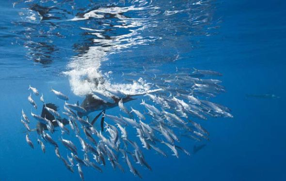 为了防止腹背受敌，沙丁鱼会形成防御性饵球，以便逃得活命