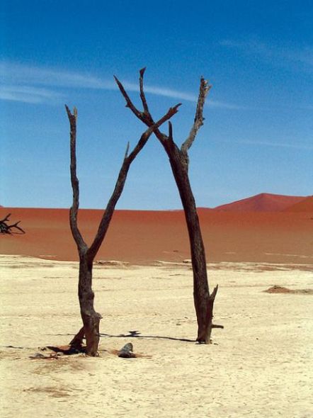 这些树并未变成化石，它们只是干枯到了极点。