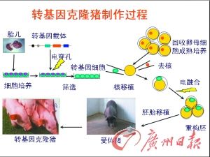 转基因克隆猪制作过程在不同的激发光下，用荧光滤镜去看，转基因克隆猪通体会呈现出不同颜色的光