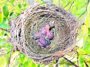 7月7日6时45分：三个鸟宝宝均诞生。