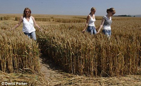 世界各地的游客前往威尔特郡观看麦田怪圈，用自己的理论解释怪圈如何形成