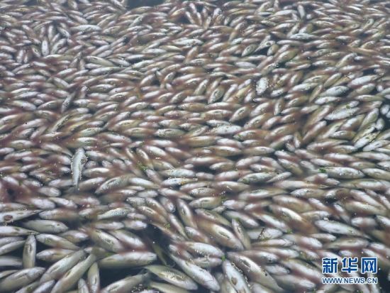 网箱内漂浮着本该打捞入市却死亡了的成鱼。 