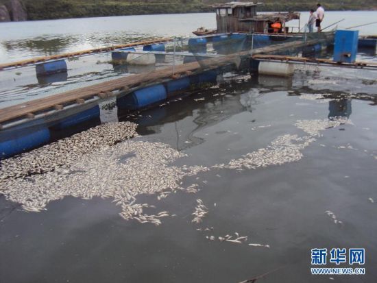 养殖户网箱内漂浮着已死亡的鱼苗。 