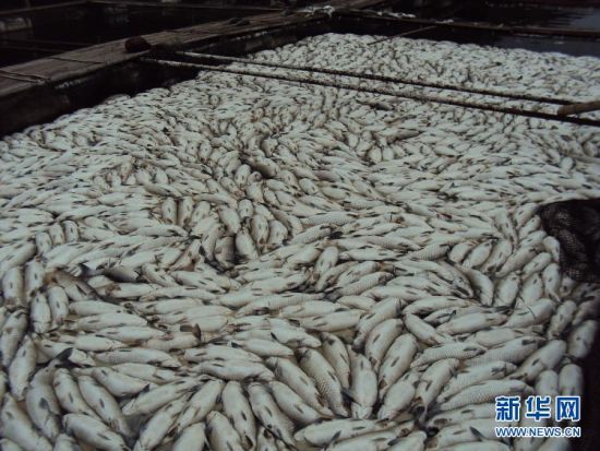 河面漂浮着已死亡的成鱼。 