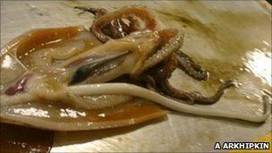 去年科学家们首次得以确认深海乌贼的交配方式，当时人们发现一条雄性乌贼的长长阴茎处于勃起状态