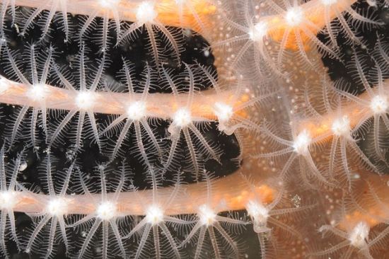 对苏格兰海岸周围进行研究，发现大量海下动物，其中包括磷光海笔