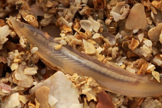 　　这种鱼虽然无脑无脸，但它背部有一条神经索。最近科学家给一种蛞蝓鱼的基因组进行排序，以便了解这种脊椎动物的起源