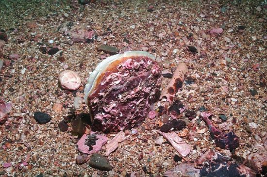 红衫鱼像人类发丝一样细，它们可以依附在单个沙粒上，海员一度认为它们专吃溺水身亡的海员尸体