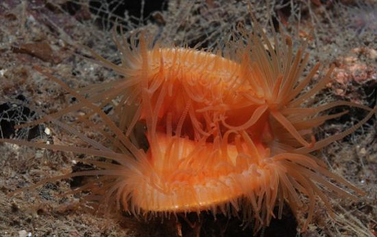 　　其他一些发现包括在阿盖尔郡林尼湖发现的火焰贝床，这种神秘动物仅在西海岸几个地点有所发现，它们长着鲜艳的橙色摄食触手