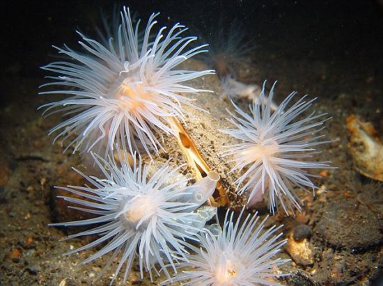 一只马贻贝与海葵在一起，前者是今年进行的一系列海洋调查发现的15种罕见动物之一