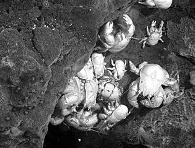 海底热液找寻绝境中的生机