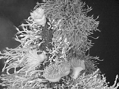 海底热液找寻绝境中的生机