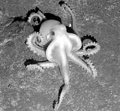 海底热液找寻绝境中的生机