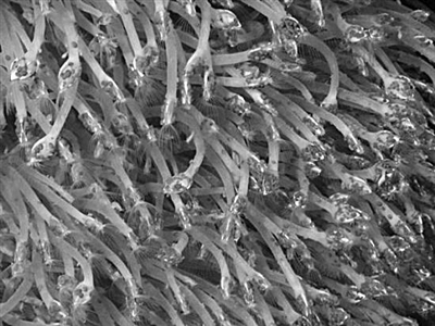 海底热液找寻绝境中的生机