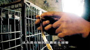 　　2010年2月8日，吉林榆树青山乡，伞先生对着镜头讲述这段胶管是怎么缠在熊的腹部肌腱上的。2010年2月8日，吉林榆树青山乡的熊被戴着铁马甲。